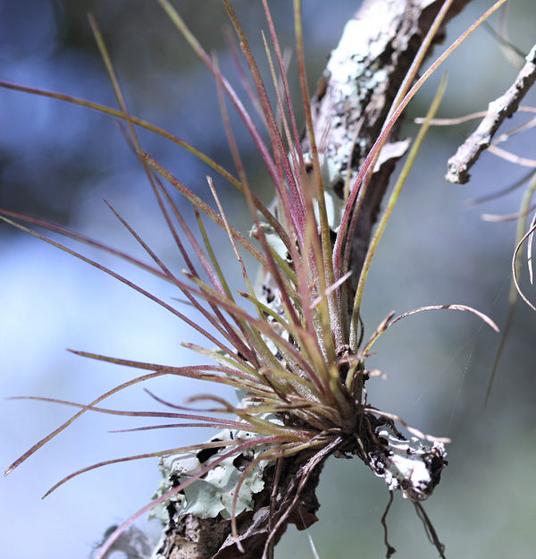 air plant