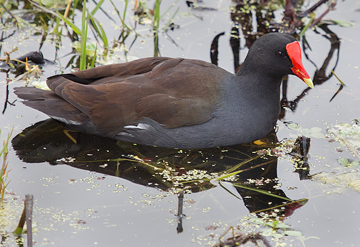 moorhen