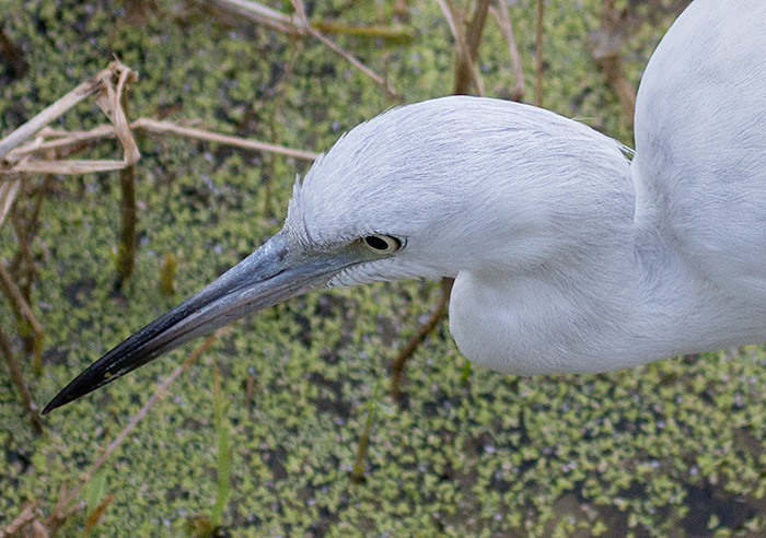 immature little blue heron