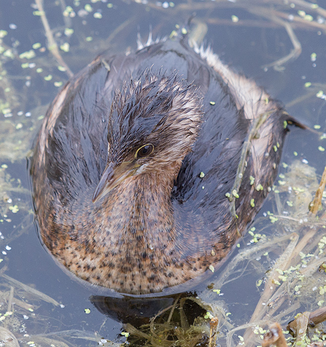 spikey haired Pied-billed Grebe