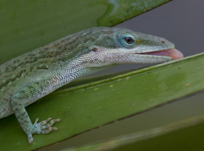 green anole