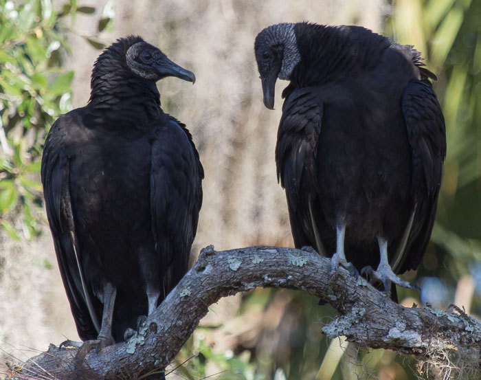 black vultures
