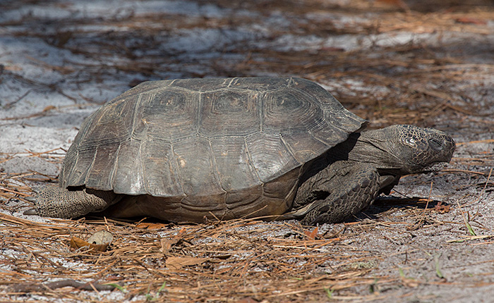 gopher tortoise