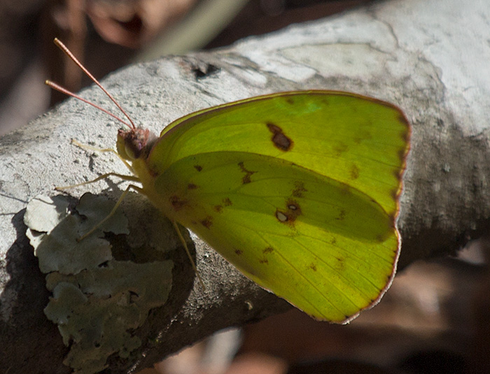 cloudless sulphur