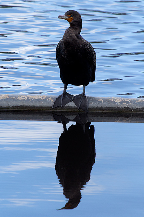 cormorant