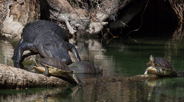 alligator and turtles