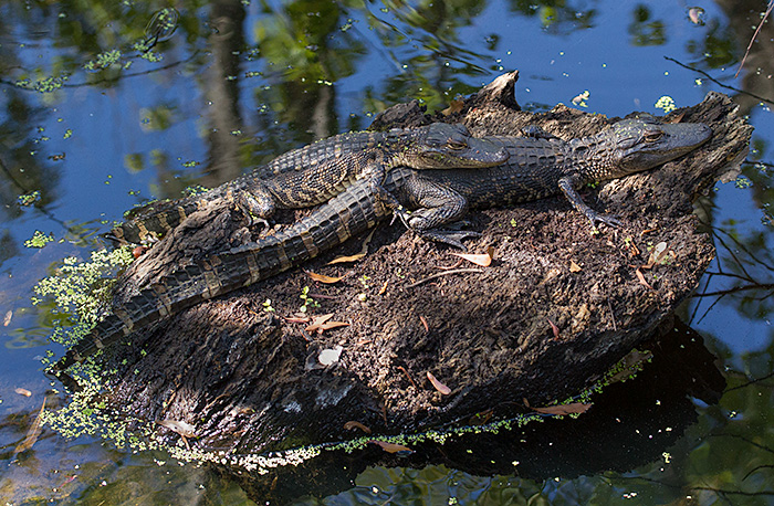 gators