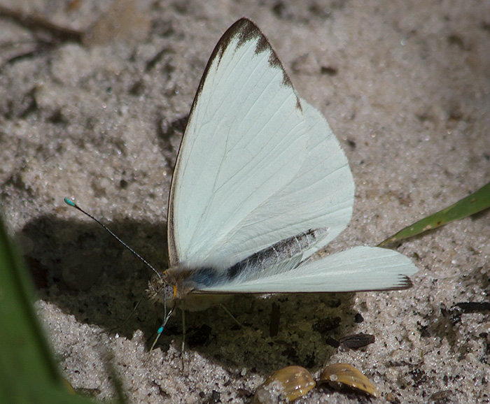 great southern white