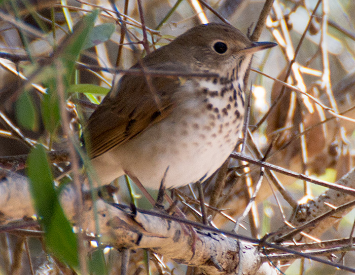 thrush