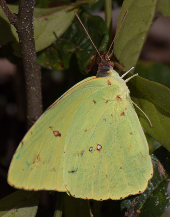 cloudless sulphur