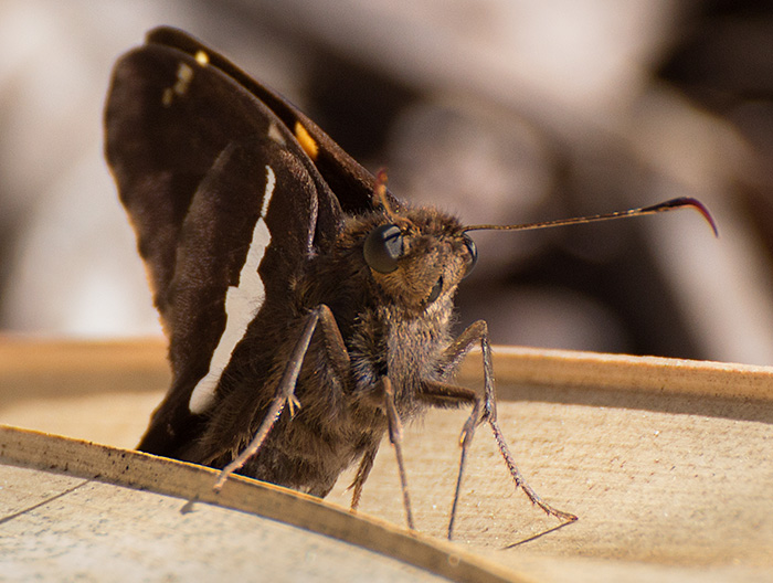 silver spotted skipper