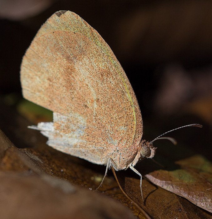 barred yellow