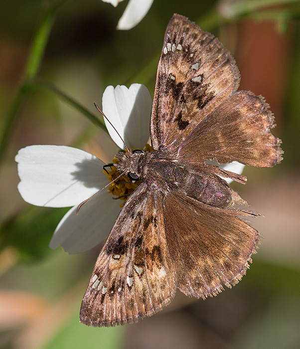 duskywing