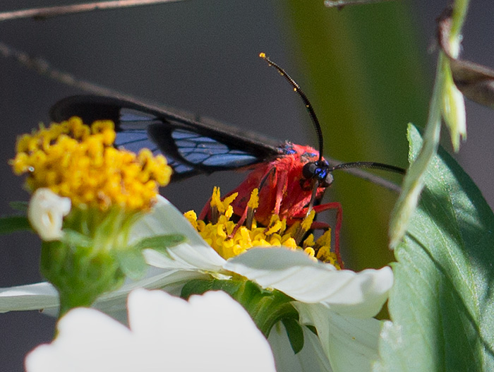 blue wings