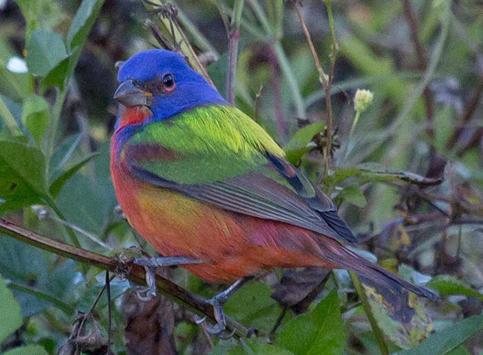 painted bunting