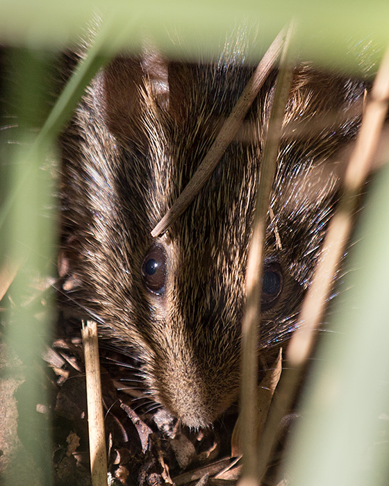 whiskers