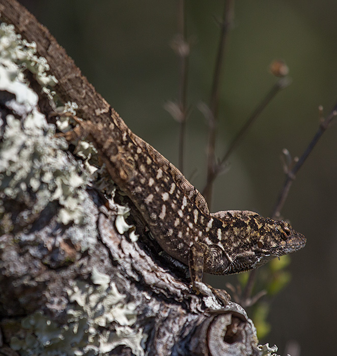 anole