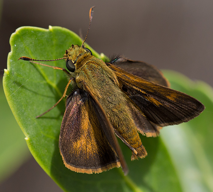 skipper