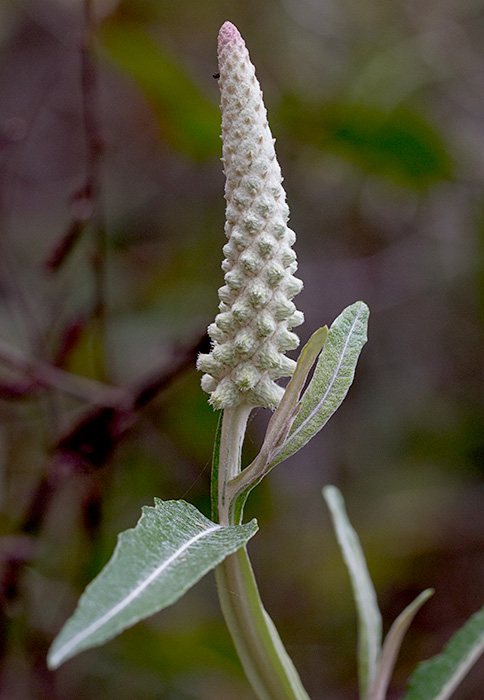 spiky