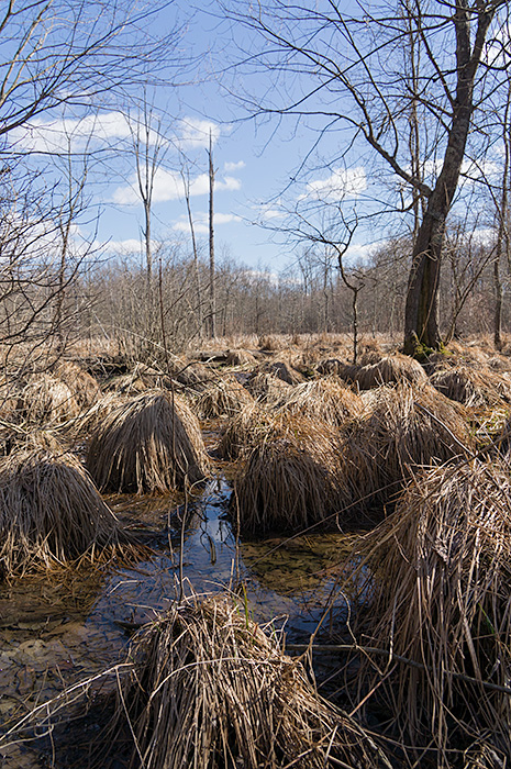 tussocks