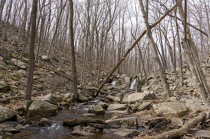 trout brook