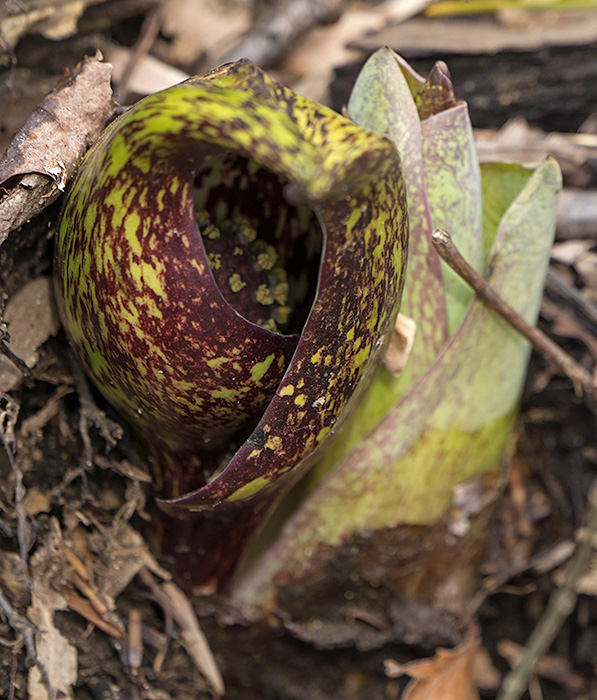 spathe