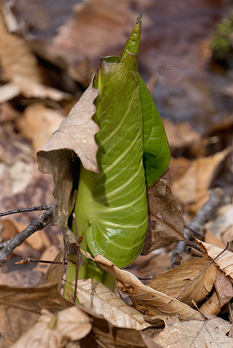 skunk leaves