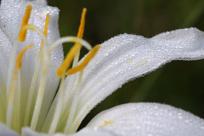 rain lilies