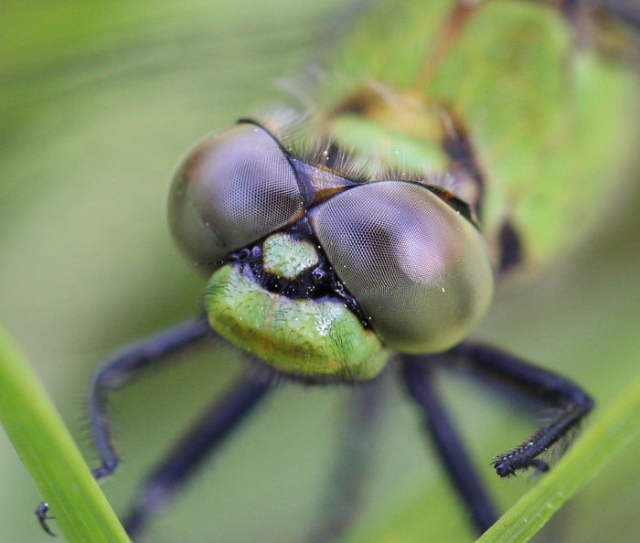 pondhawk eyes