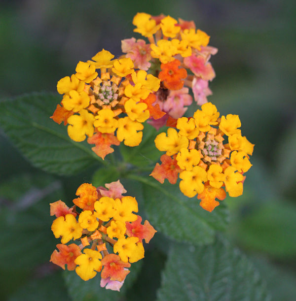 lantana