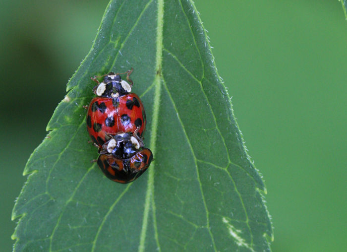 ladybug love