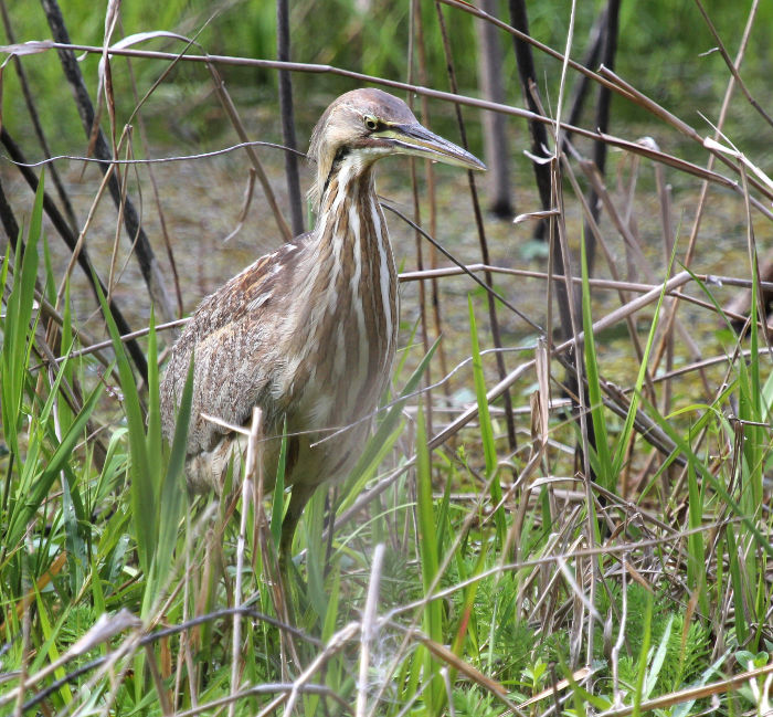 bittern