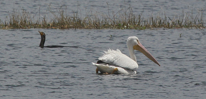 white pelican