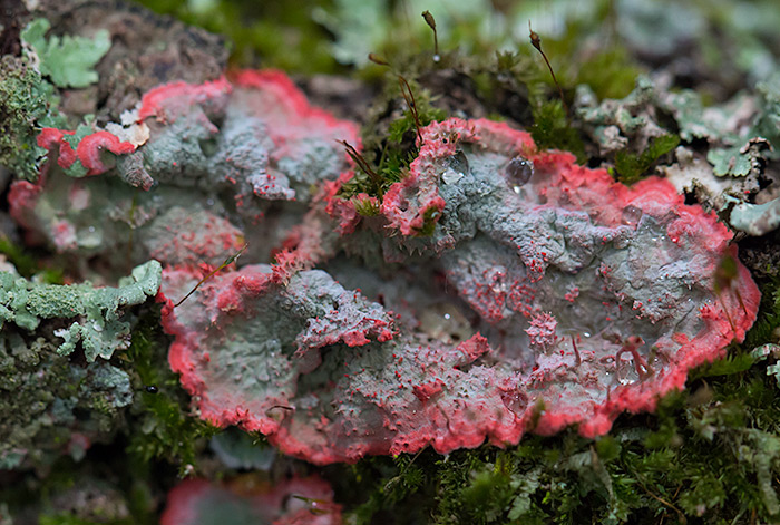 Christmas lichen