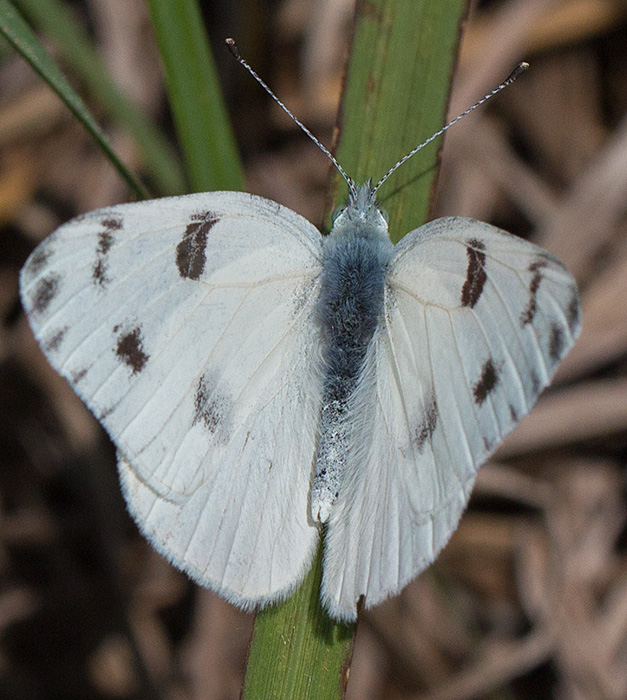 male checked white