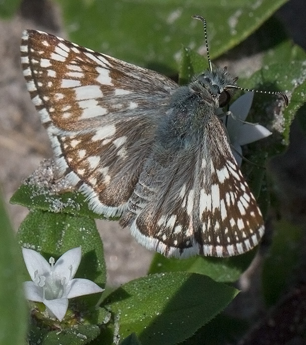 checkered skipper