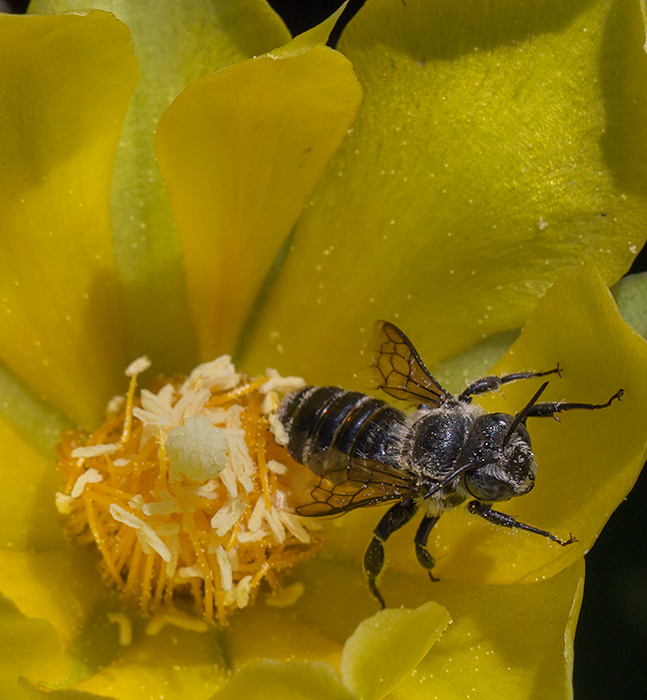 prickly pear and bee