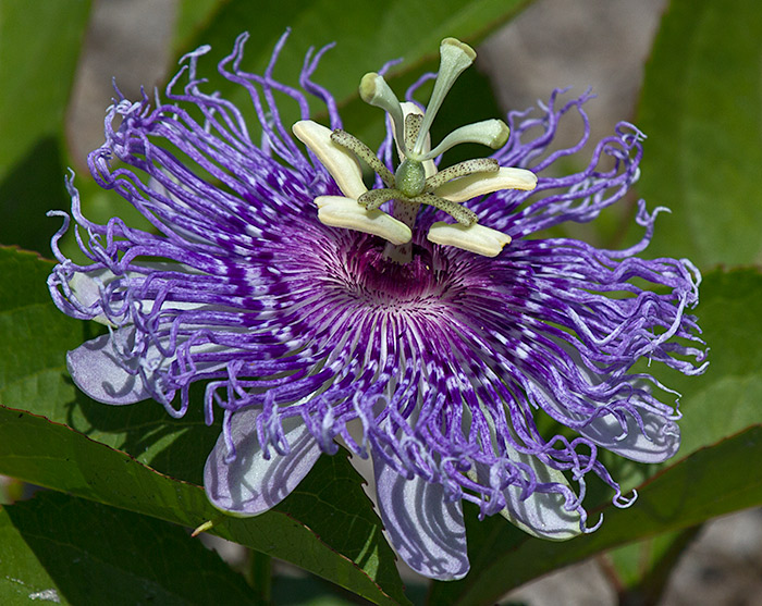 passiflora