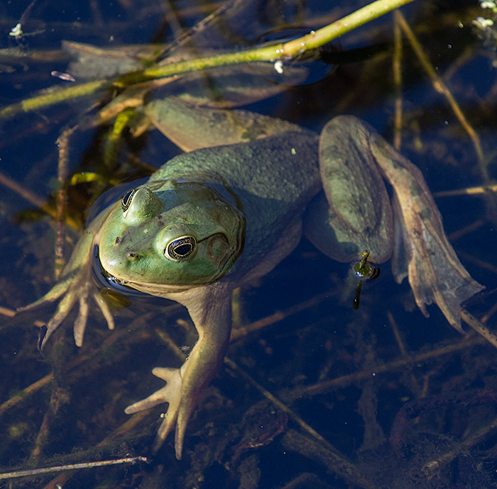 ribbit