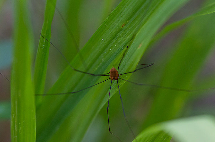 Opiliones