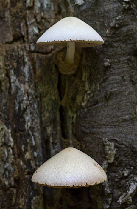 mushy hats