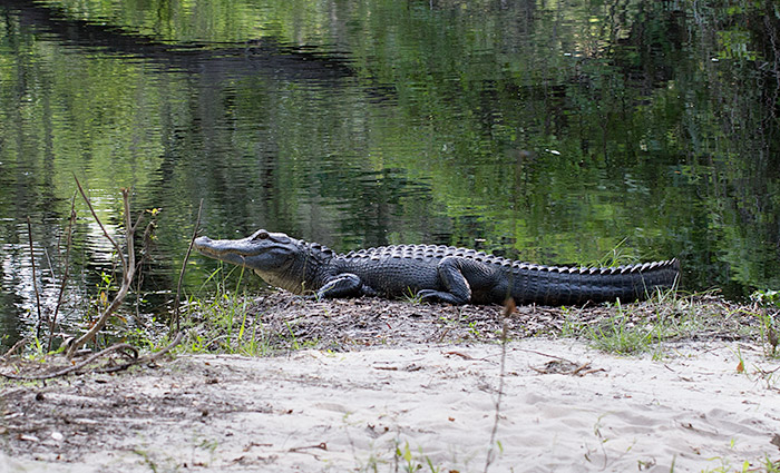 gator