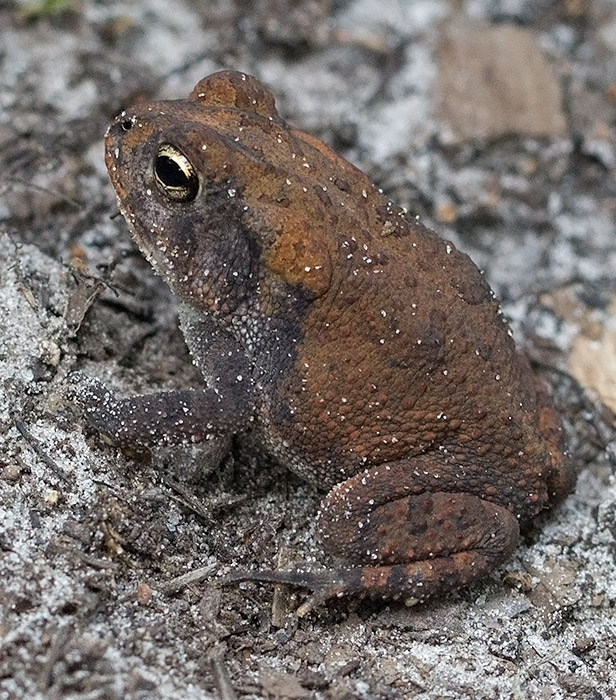 toad