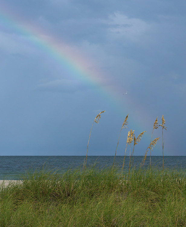 sea oats