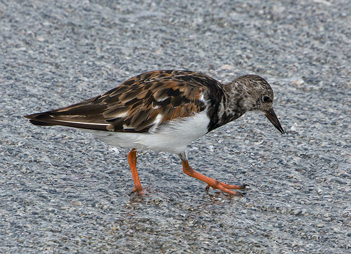 ruddy turnstone