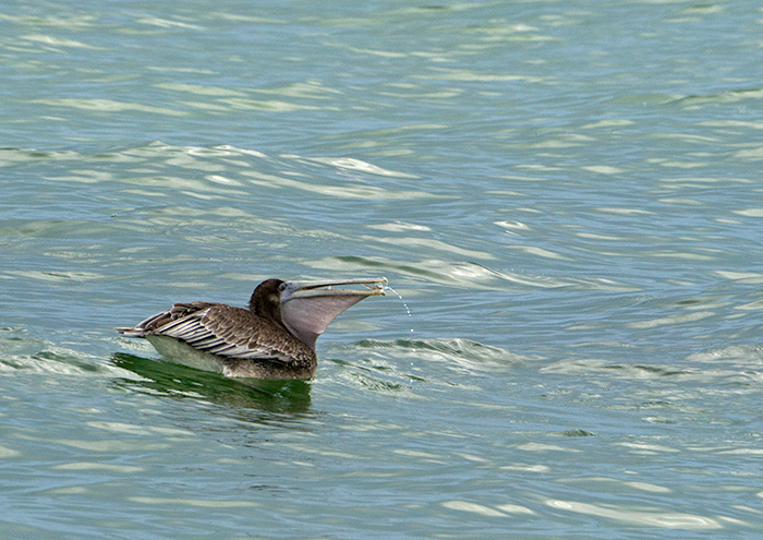 brown pelican