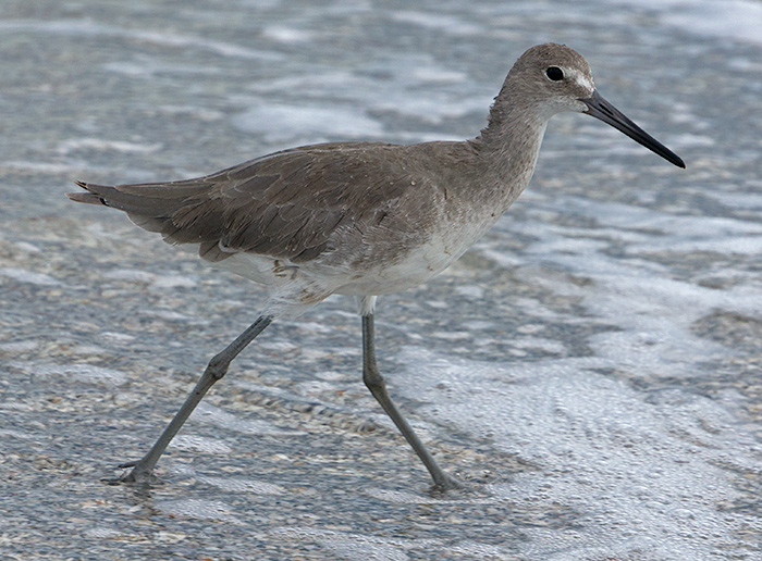 willet-like