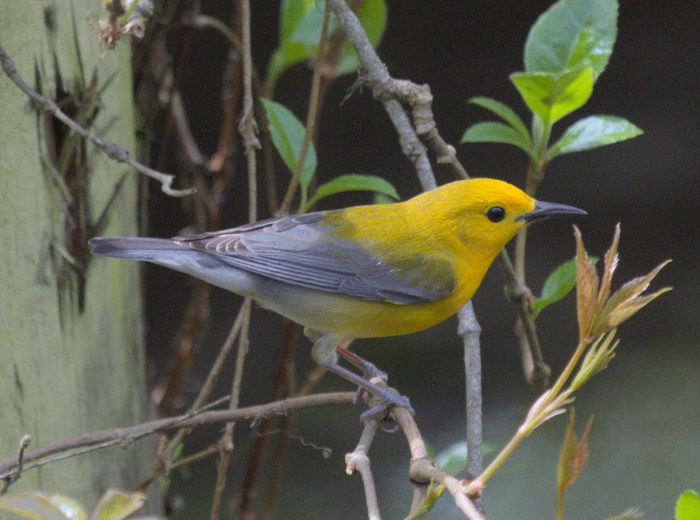 prothonotary warbler