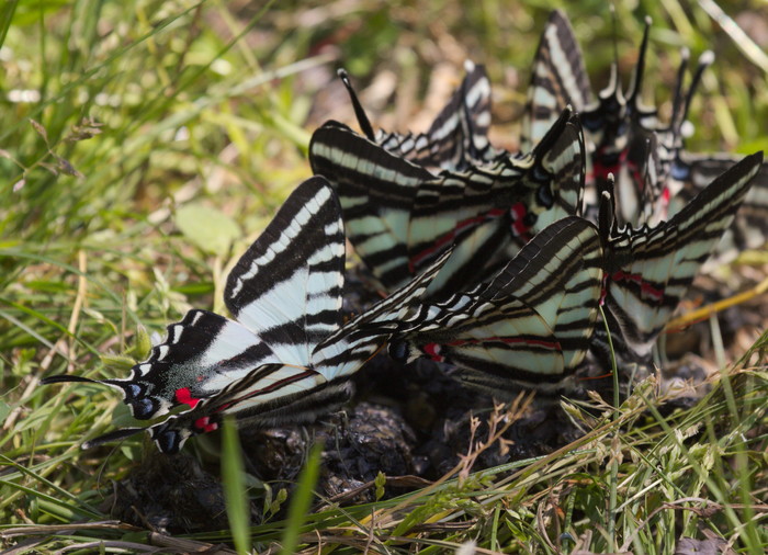 zebra swallowtails