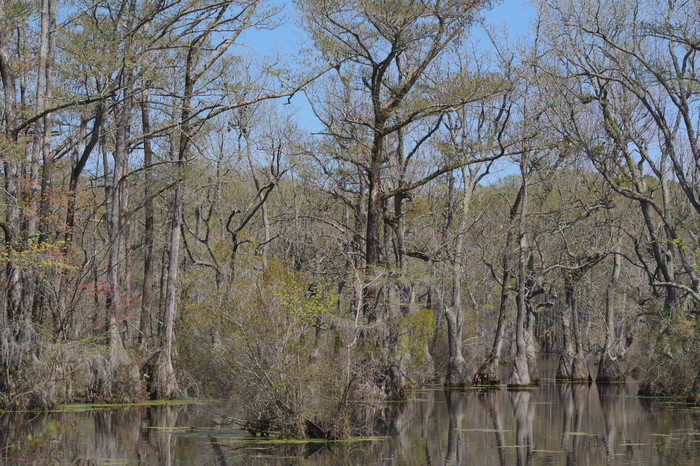 cypress swamp